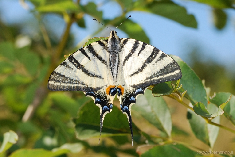 Iphiclides podalirius (Podalirio).jpg